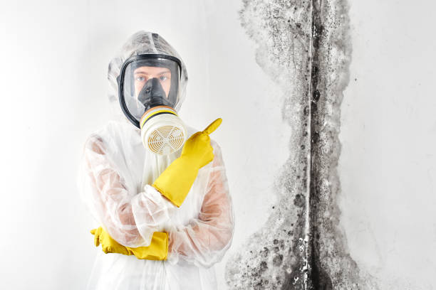 Mold Documentation for Insurance Claims