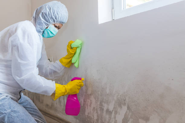 Best Real Estate Mold Inspection in Springville, IA