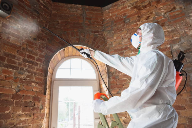 Reliable Springville, IA Mold Removal Solutions